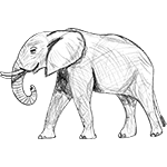 Sketches - Elephant