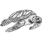 Sketches - Turtle