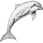 Sketches - Dolphin